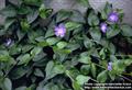 Vinca Major